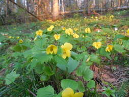 Image of Viola uniflora L.