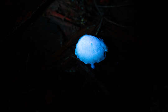 Image of Entoloma alboumbonatum Hesler 1967