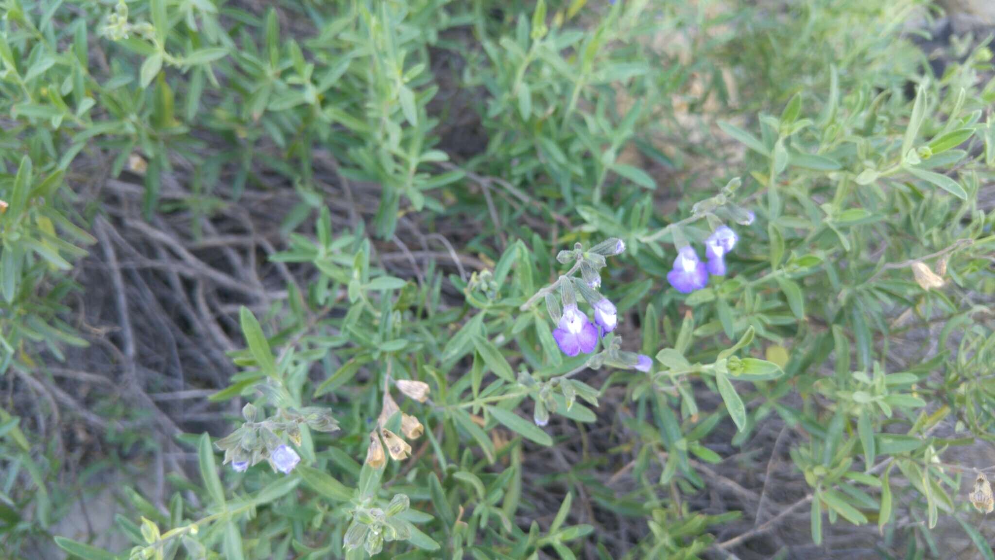 Imagem de Salvia coahuilensis Fernald