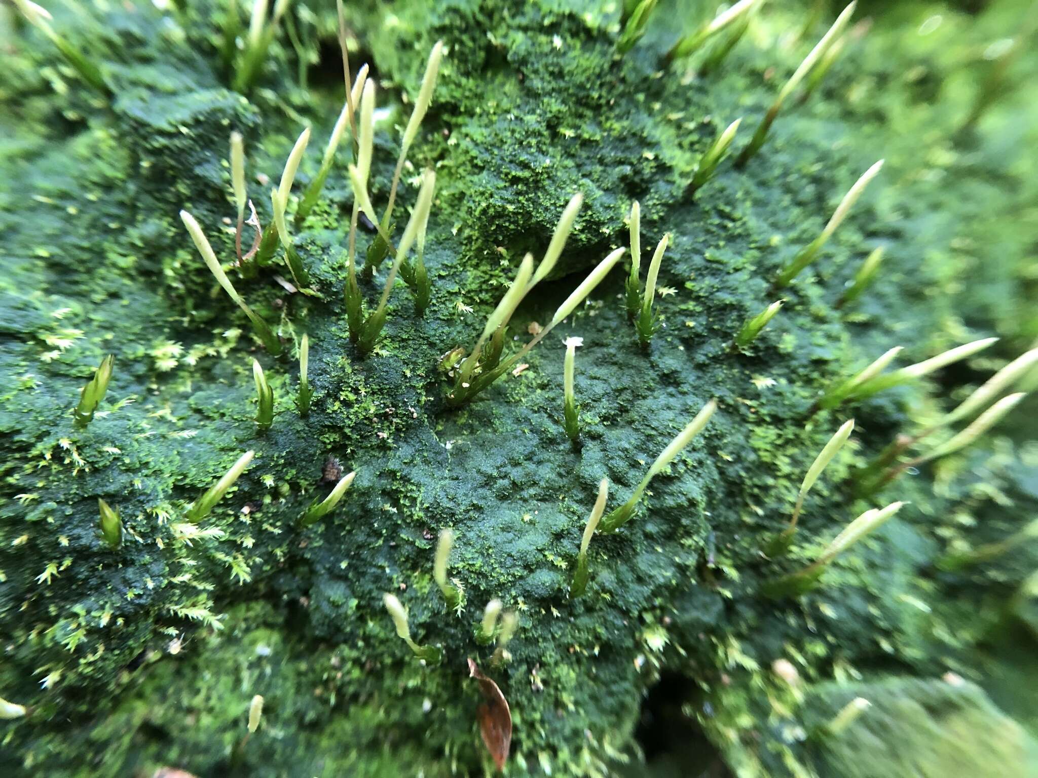 Image of Pennsylvania pogonatum moss