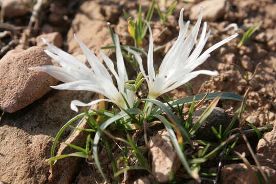 صورة Colchicum crocifolium Boiss.