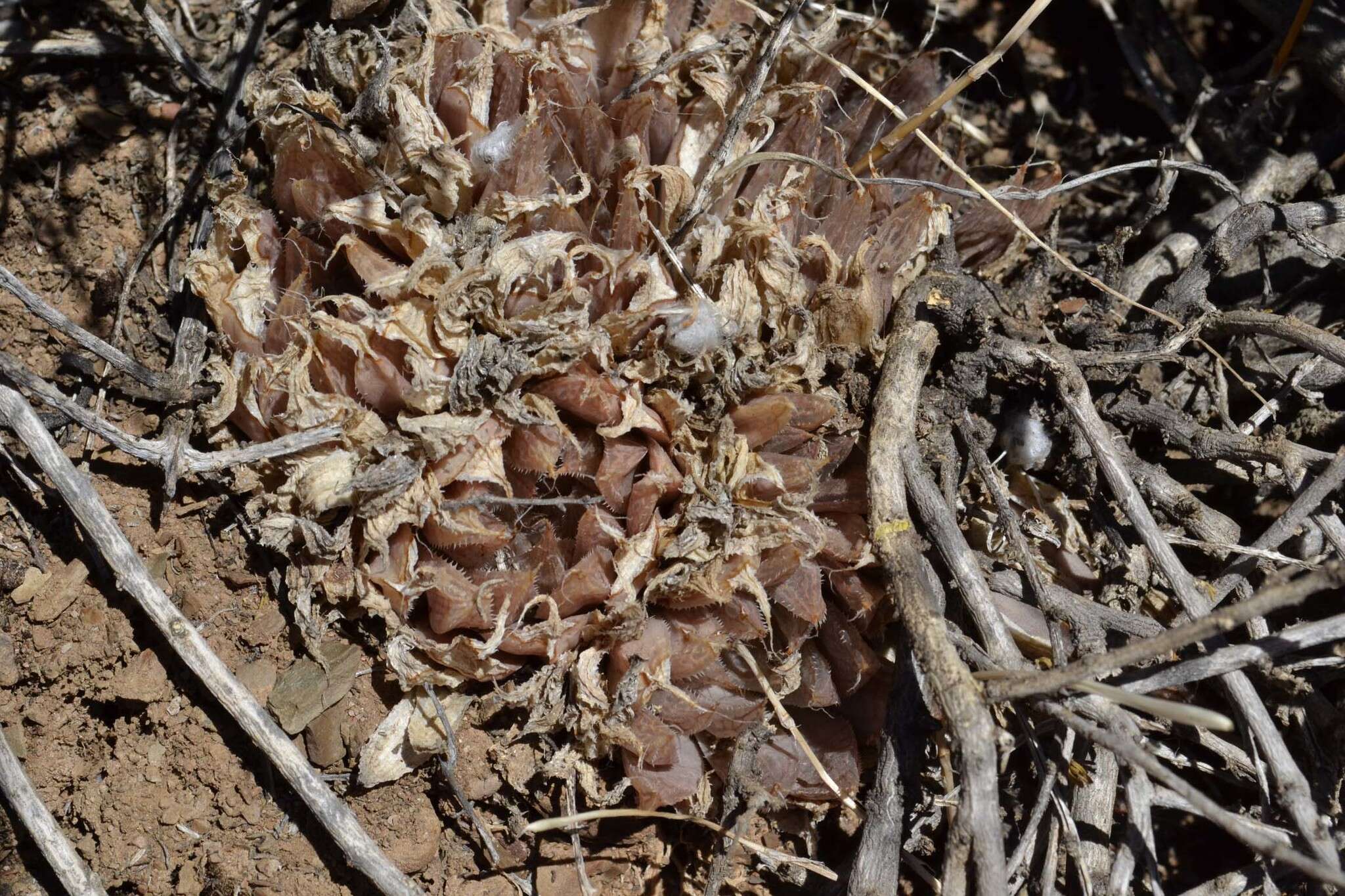 Image of Cederberg haworthia