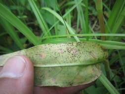 Image of Puccinia polygoni-amphibii Pers. 1801