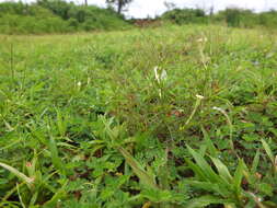 Image of Rhamphicarpa fistulosa (Hochst.) Benth.