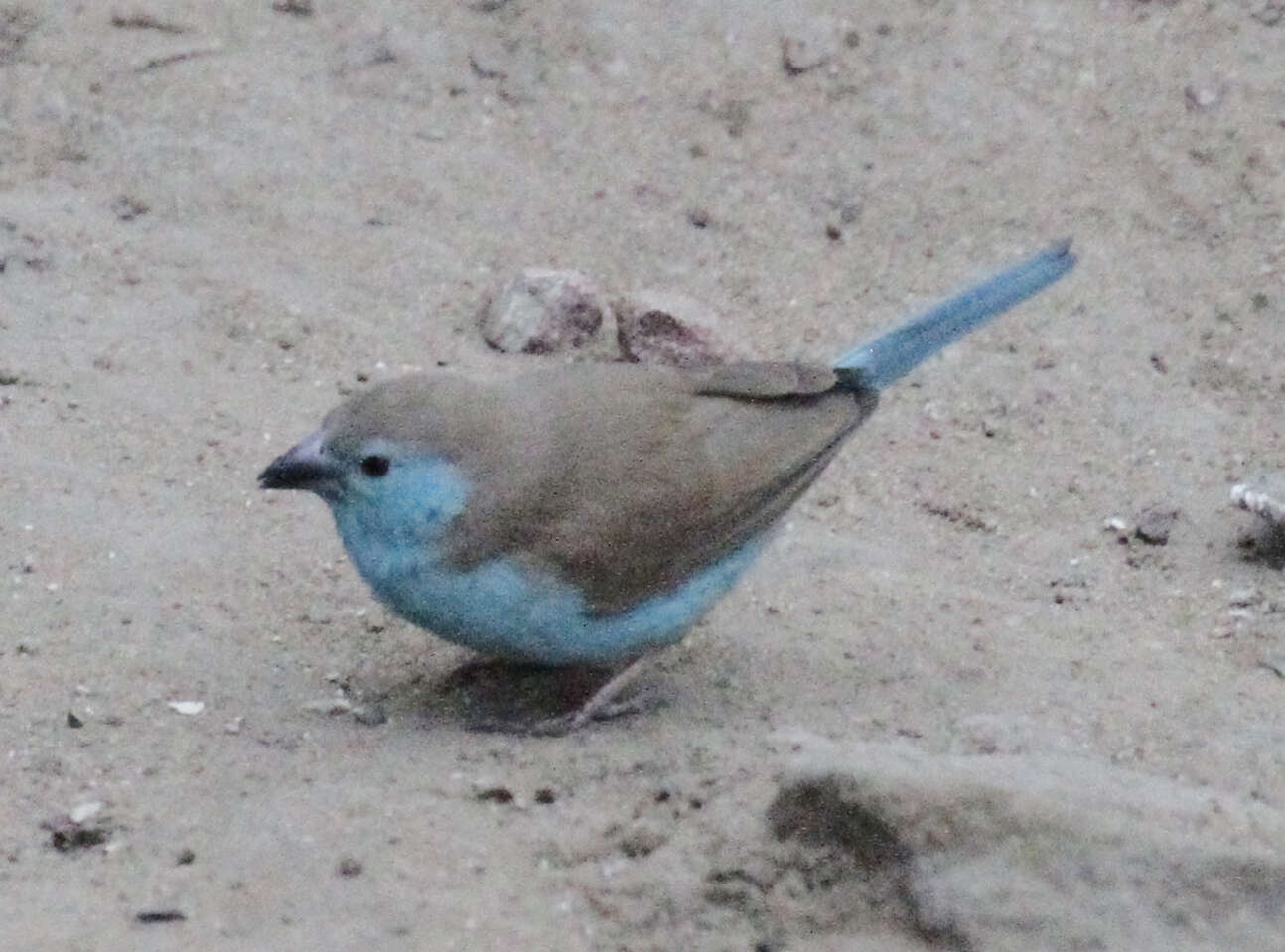 Image of Blue Waxbill