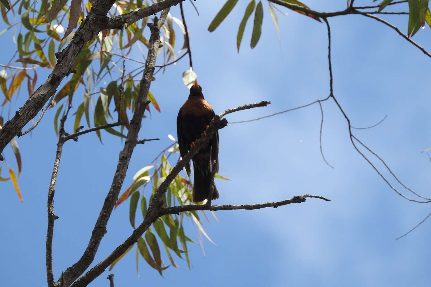 Image of Rufous-collared Robin