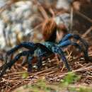 Image of Aphonopelma mooreae Smith 1995