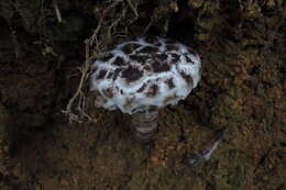 Image of Strobilomyces latirimosus J. Z. Ying 1985