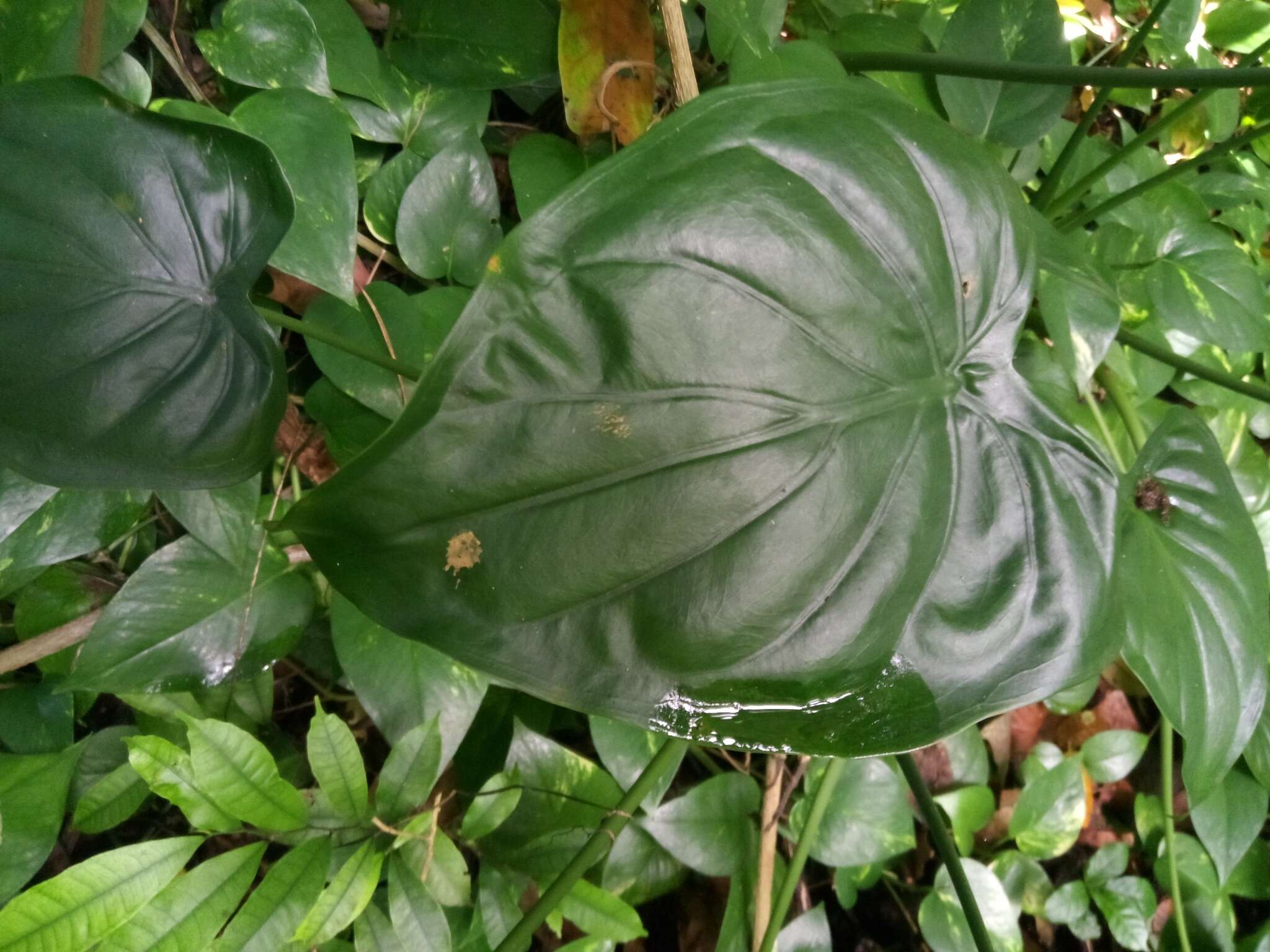 صورة Alocasia cucullata (Lour.) G. Don