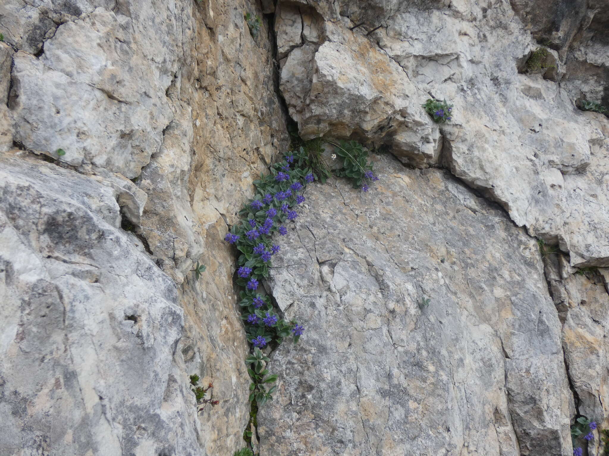 Image de Paederota bonarota (L.) L.