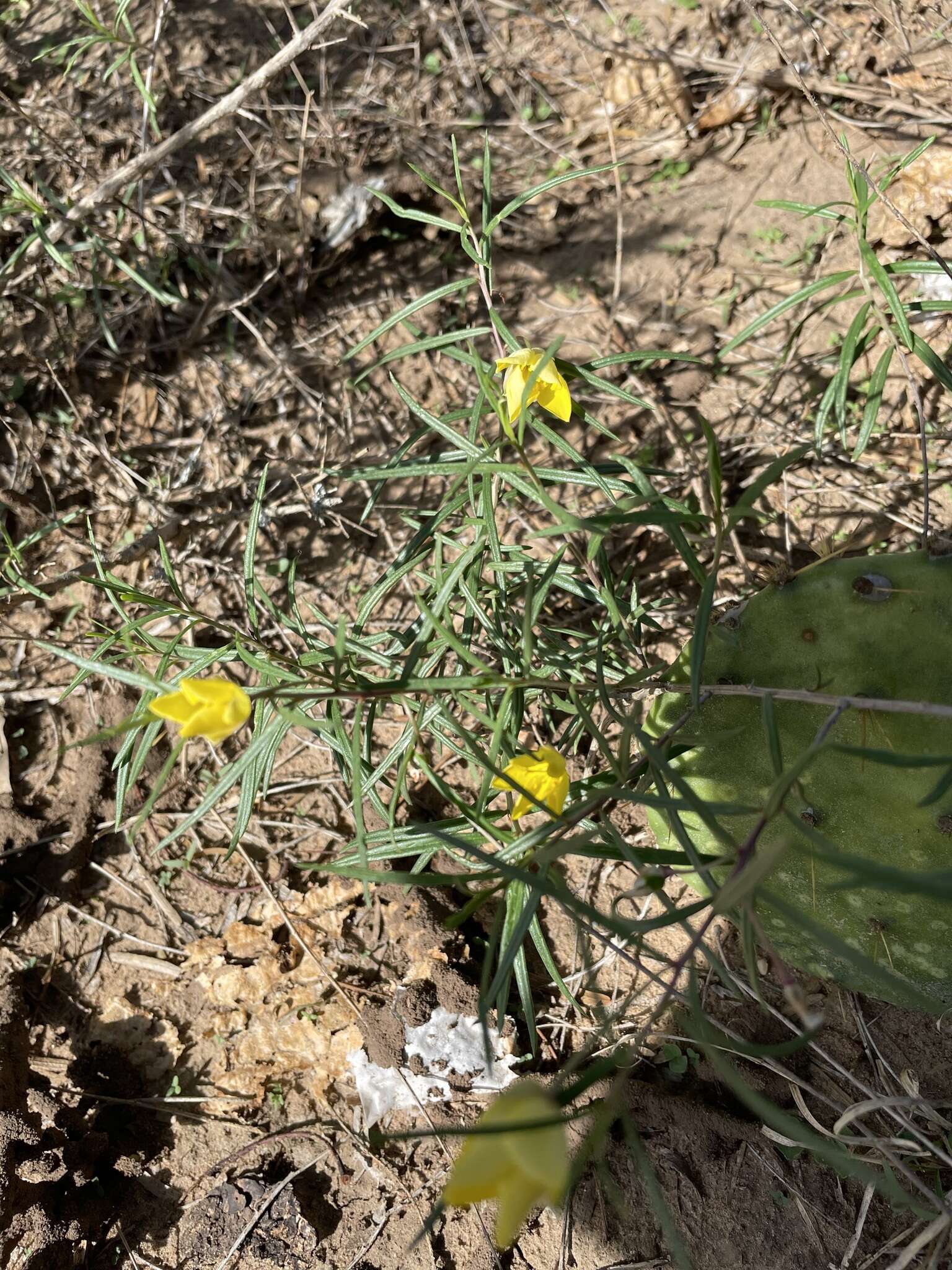 Image of Yellow Flameflower