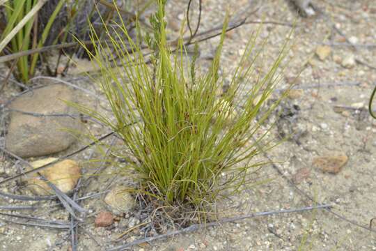 Image of Tetraria pygmaea Levyns