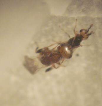 Image of Fig wasp