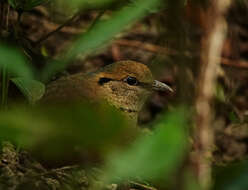 Image of Blue-naped Pitta