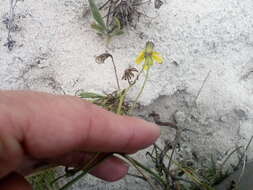 Image of Senecio burchellii DC.