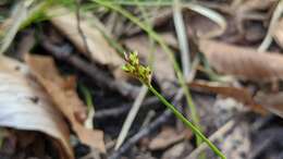 Image of Peck's sedge