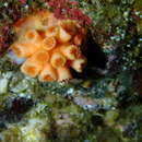 Image of encrusting star coral