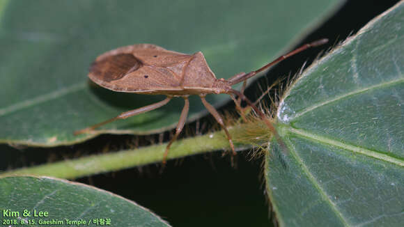 Image of Homoeocerus (Tliponius) unipunctatus (Thunberg 1783)