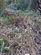 Imagem de Dipodium campanulatum D. L. Jones