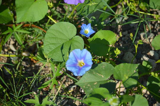 Image of Ipomoea parasitica (Kunth) G. Don