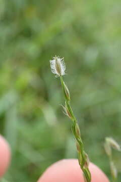 Image of Asian crabgrass