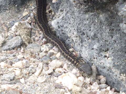 Pseudalsophis occidentalis (Van Denburgh 1912) resmi