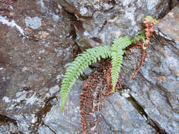 Polystichum nepalense (Spreng.) C. Chr. resmi