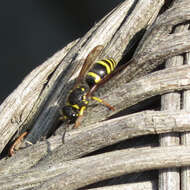 Image of Ancistrocerus nigricornis (Curtis 1826)