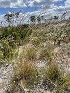 Image of Andropogon cumulicola