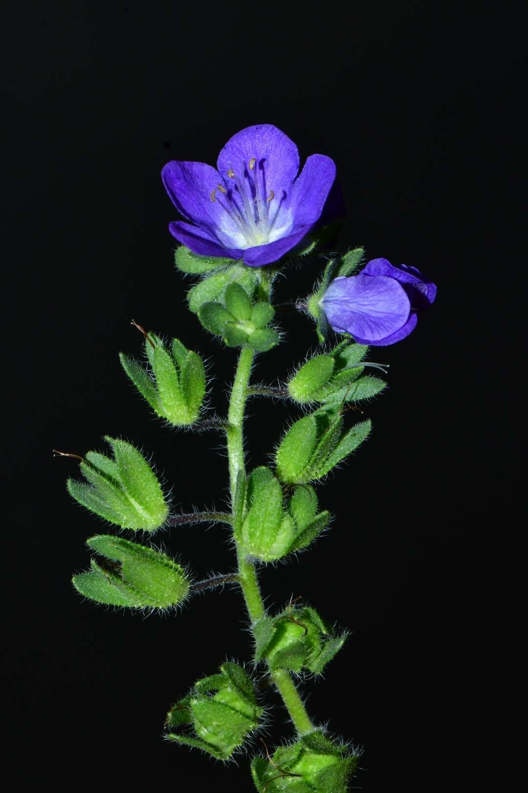 Phacelia austrotexana (J. A. Moyer) B. L. Turner的圖片