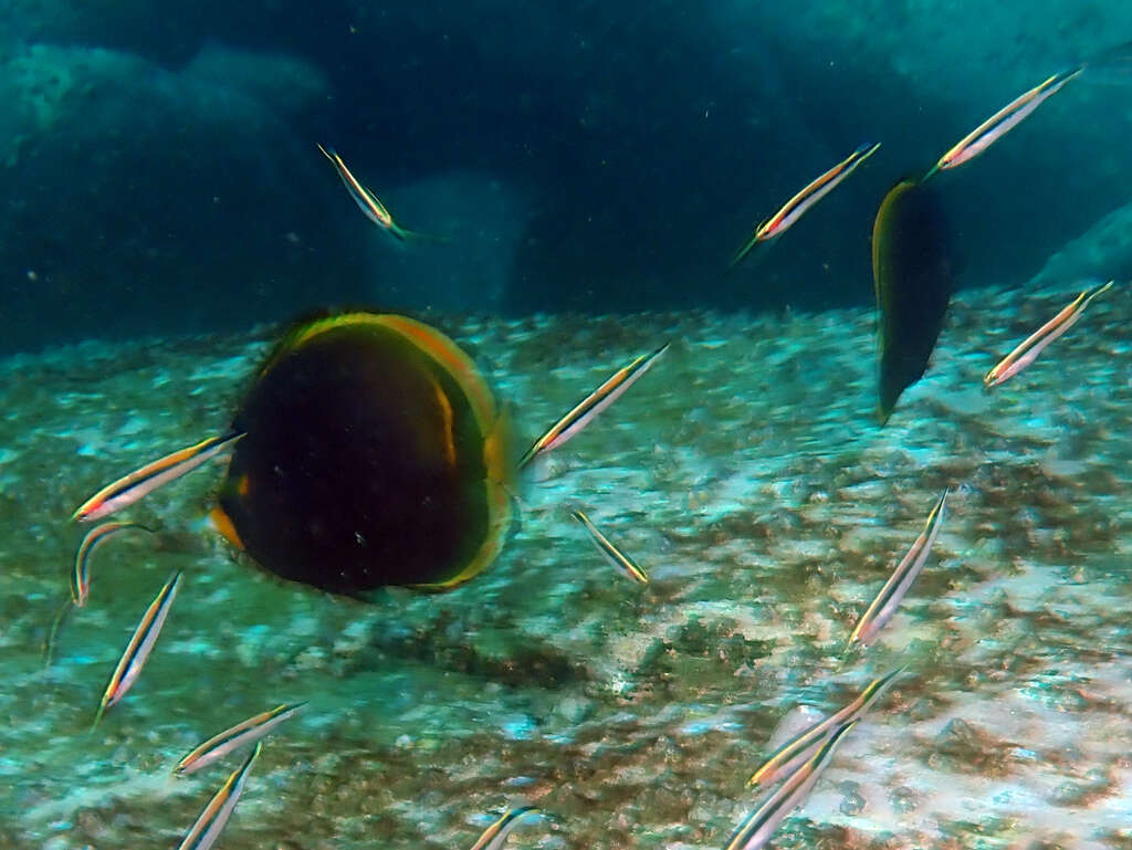 Image of Black Butterflyfish