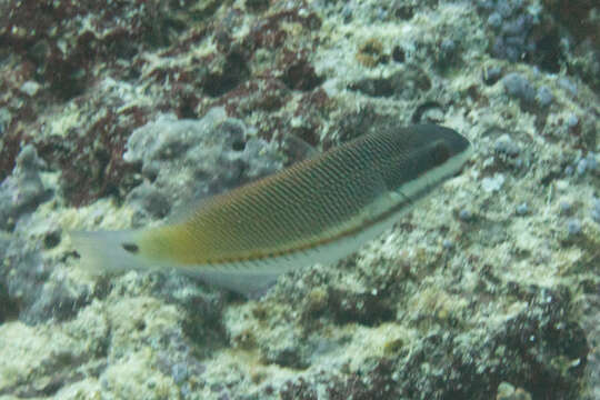 Image of Blue-ribbon wrasse