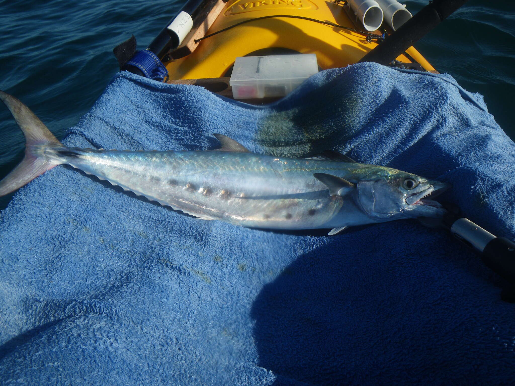 Image of School Mackerel