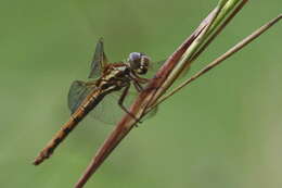 Image of Orthemis aequilibris Calvert 1909