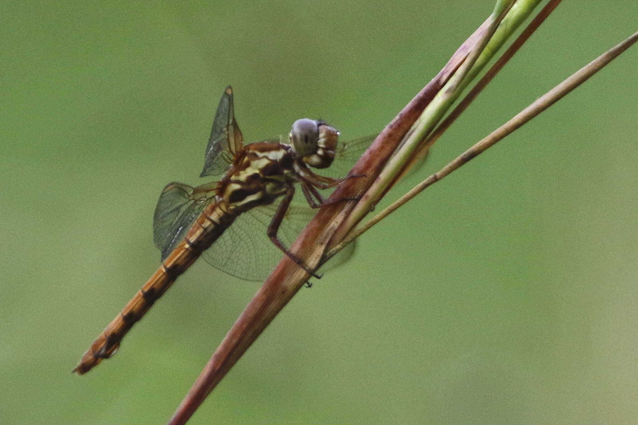 Image of Orthemis aequilibris Calvert 1909