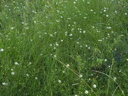 Image of Small-Head Doll's Daisy