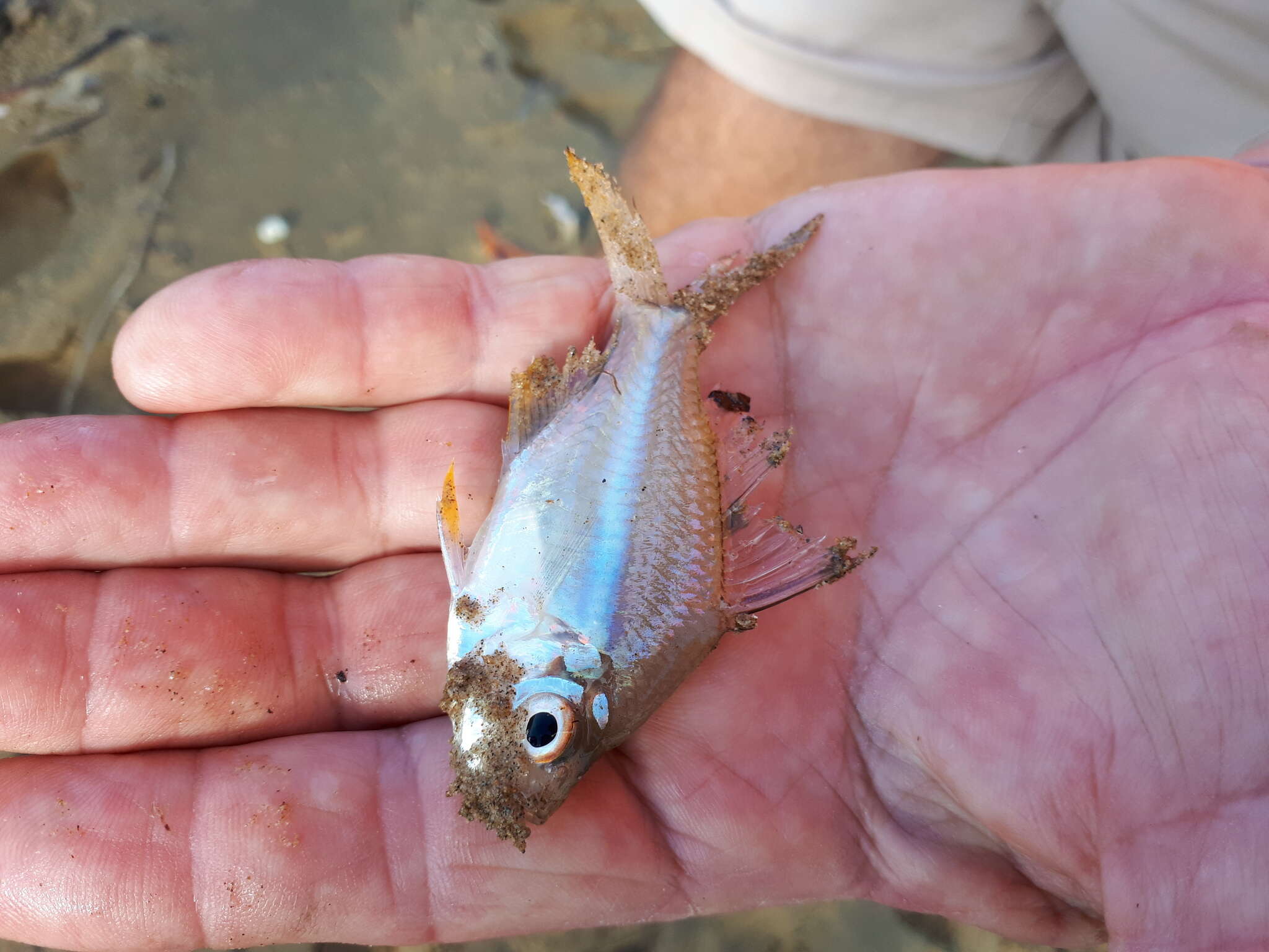 Image of Scalloped Glassfish