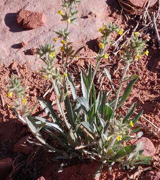 Oreocarya suffruticosa var. pustulosa (Rydb.) R. B. Kelley resmi