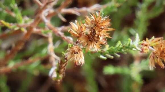 Image of Elytropappus scaber (L. fil.) Druce