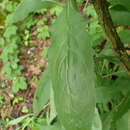Image of Hesperis matronalis subsp. nivea (Baumg.) Kulcz.