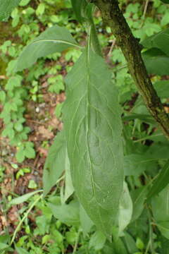 Image of Hesperis matronalis subsp. nivea (Baumg.) Kulcz.