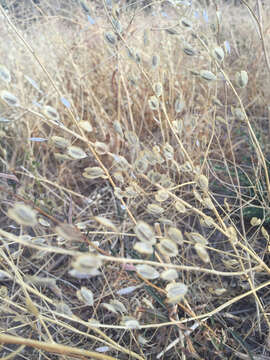 Image of field pennycress