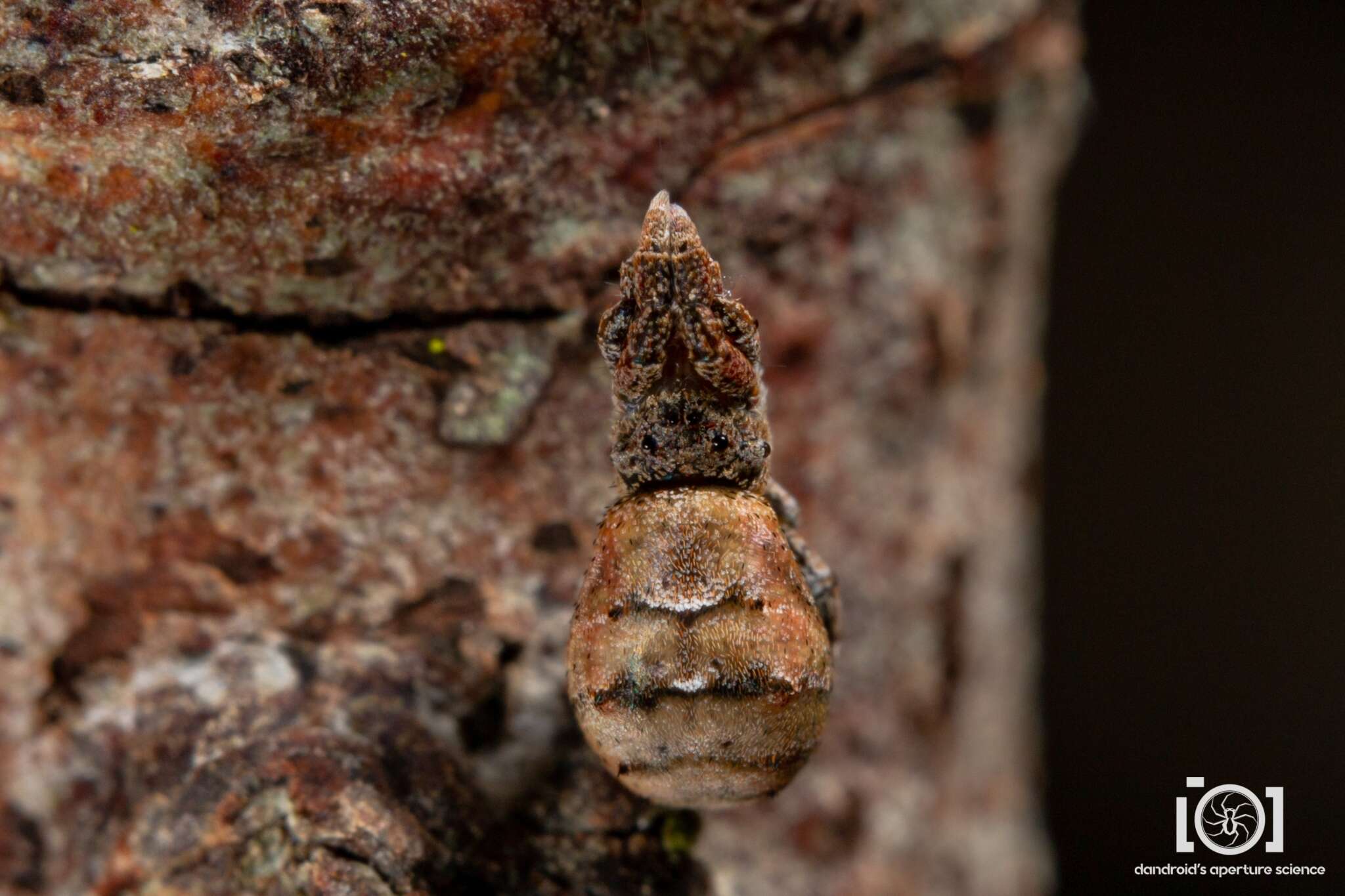 Image of Hyptiotes cavatus (Hentz 1847)