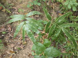 Image of Pteris venusta Kunze