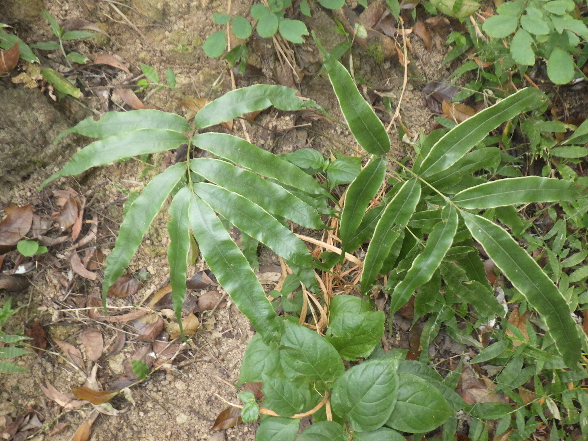 Pteris venusta Kunze resmi