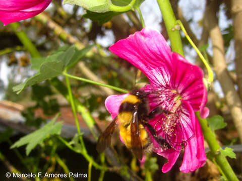 Image of Bombus robustus Smith 1854