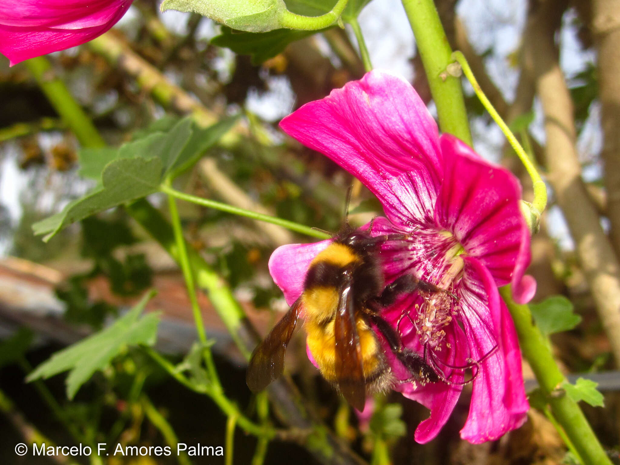 صورة Bombus robustus Smith 1854