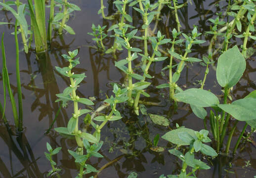 Image of Gratiola japonica Miq.