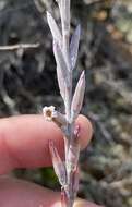 Image of Adromischus cristatus (Haw.) Lem.