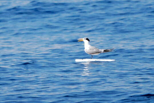 Image of Lesser Crested Tern